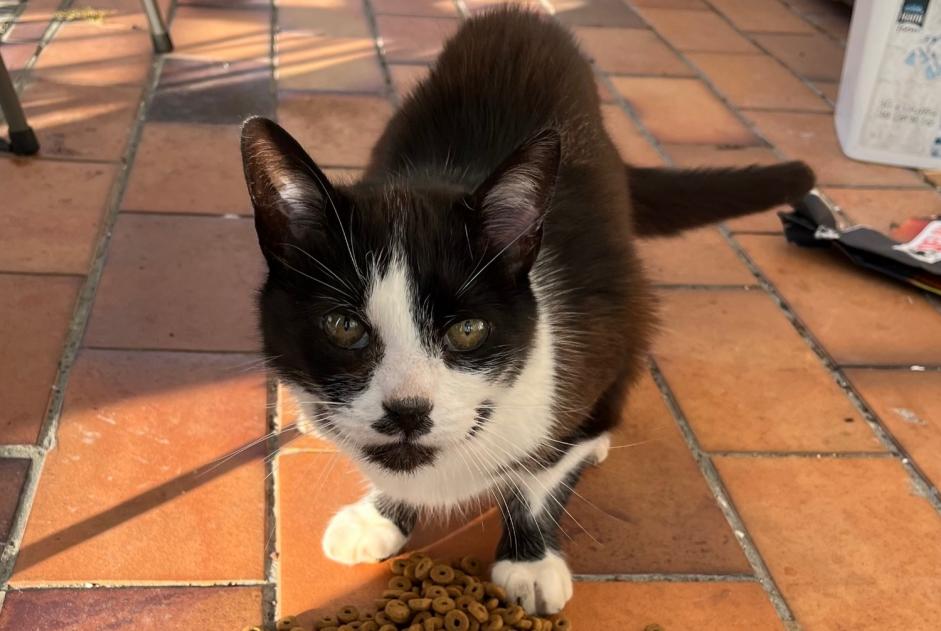 Fundmeldung Katze  Unbekannt Ham-sur-Heure-Nalinnes Belgien