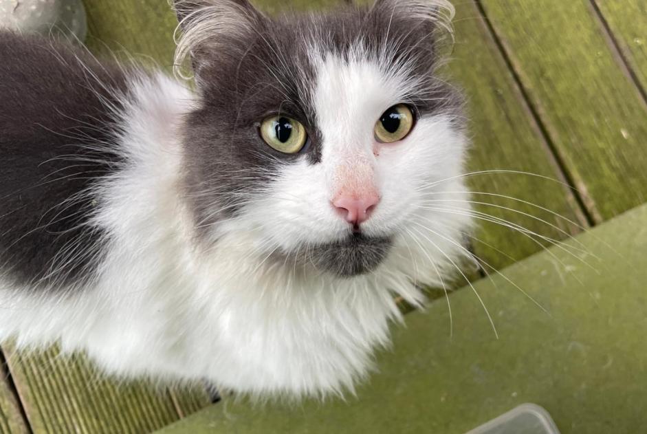 Fundmeldung Katze Männliche , 1 Jahr Celles Belgien