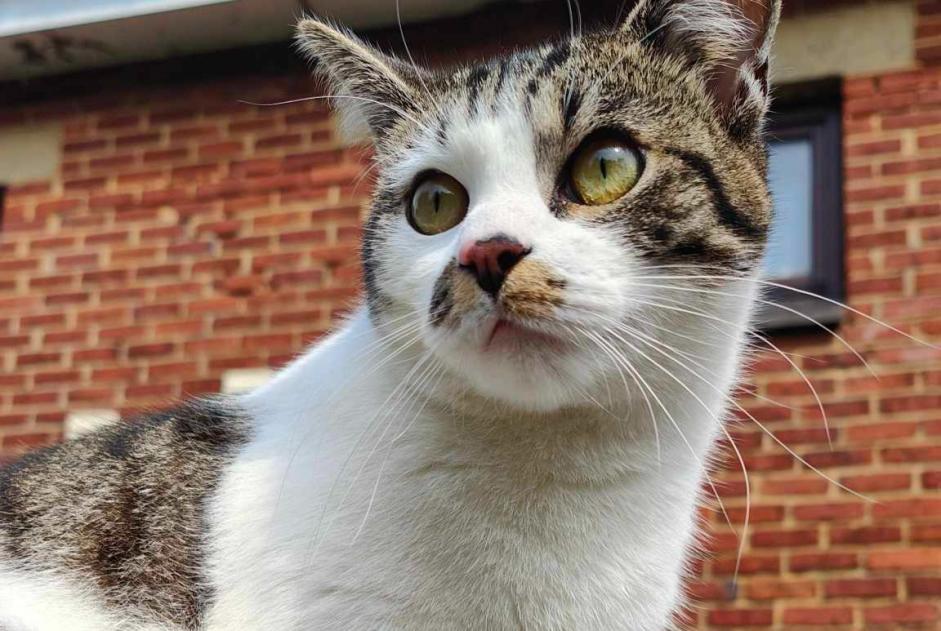 Vermisstmeldung Katze rassenmischung Männliche , 1 jahre Manage Belgien