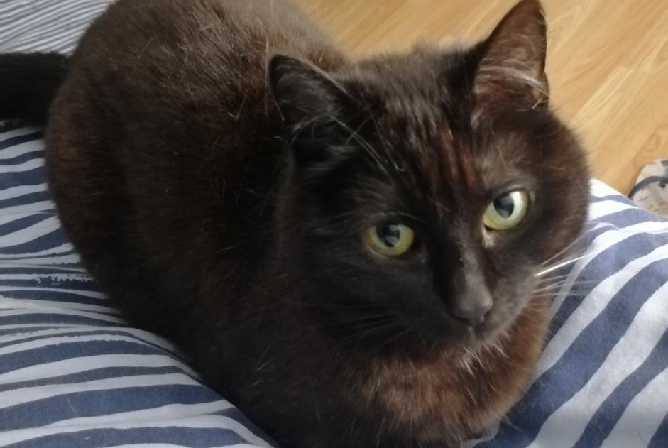 Vermisstmeldung Katze Weiblich , 5 jahre Thuin Belgien