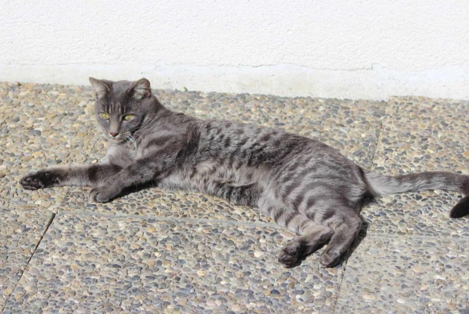 Vermisstmeldung Katze Männliche , 4 jahre Soignies Belgien