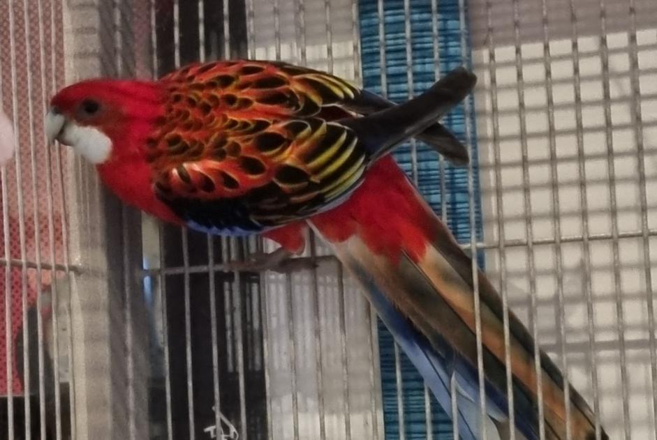 Fundmeldung Vogel Unbekannt Châtelet Belgien