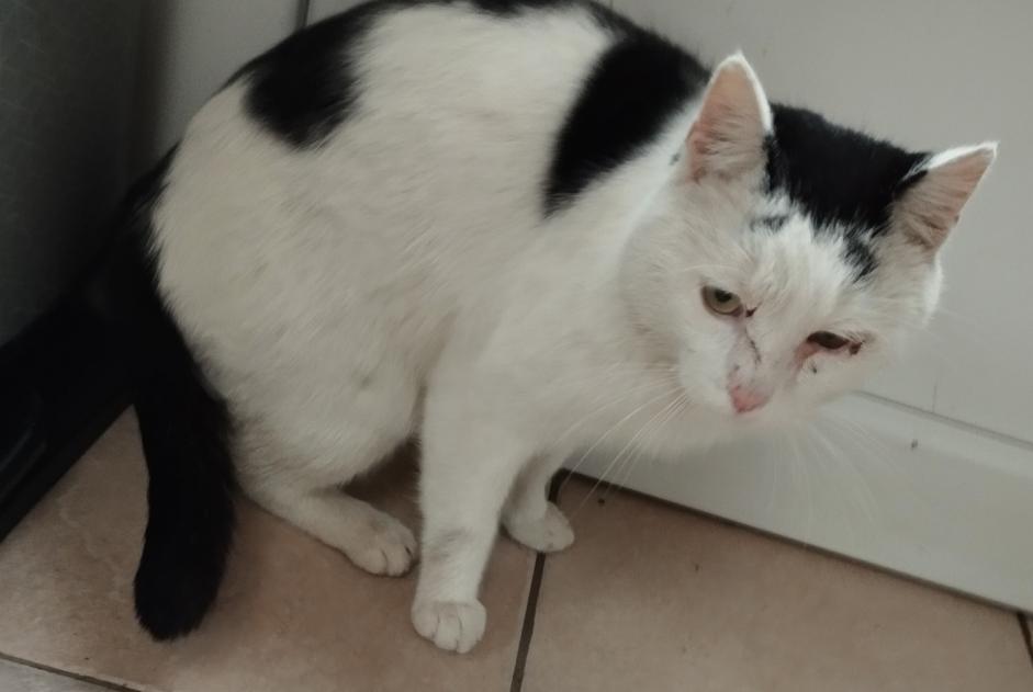 Discovery alert Cat Male Charleroi Belgium