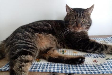 Disappearance alert Cat Male , 4 years Mons Belgium