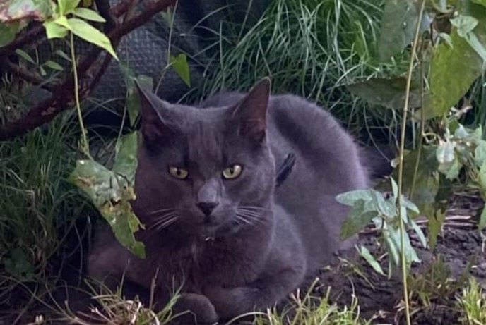 Disappearance alert Cat miscegenation Male , 4 years Châtelet Belgium