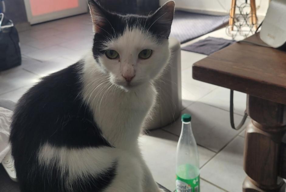 Alerta de Hallazgo Gato Hembra Tournai Bélgica