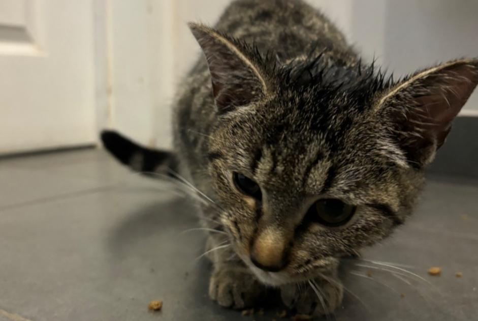 Alerta de Hallazgo Gato Hembra Mons Bélgica