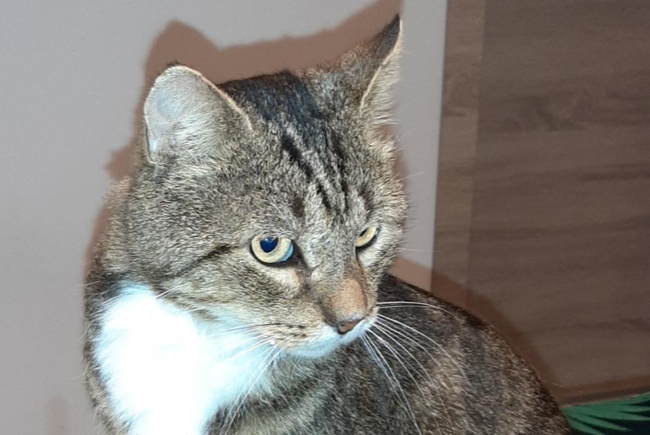 Alerte Disparition Chat  Mâle , 5 ans Soignies Belgique