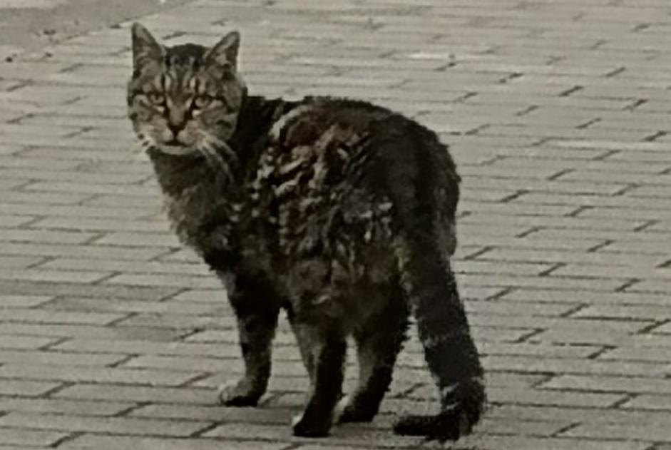 Alerte Découverte Chat Inconnu Courcelles Belgique