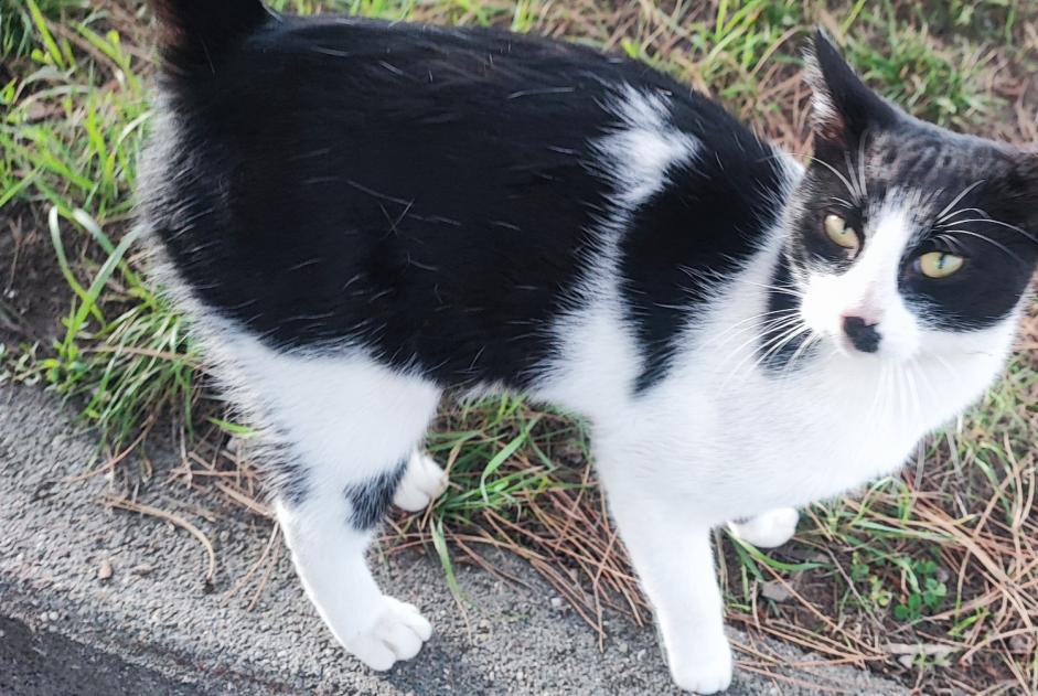 Alerte Découverte Chat Mâle La Louvière Belgique