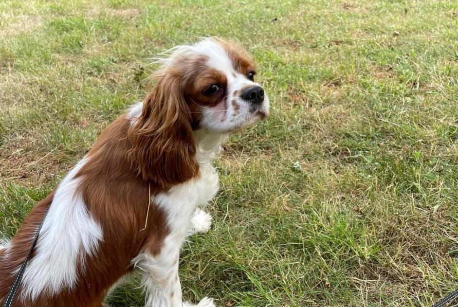 Alerte Disparition Chien  Femelle , 2 ans Charleroi Belgique