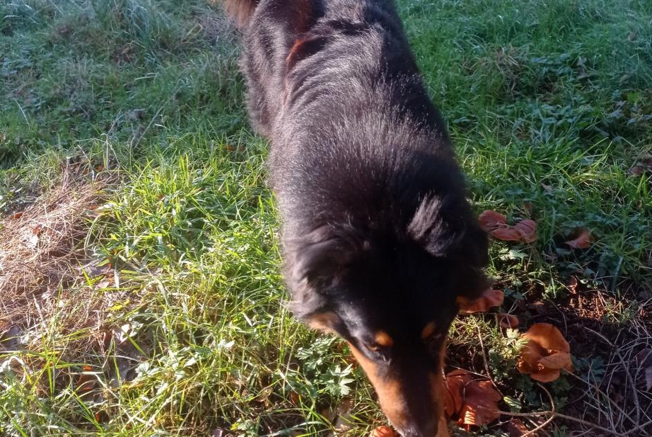 Alerte Disparition Chien  Mâle , 2 ans Ath Belgique