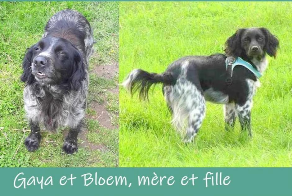 Alerte Disparition Chien  Femelle , 5 ans Comines-Warneton Belgique