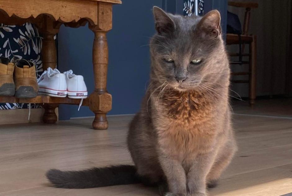 Avviso scomparsa Gatto incrocio di razze Maschio , 11 anni Quévy Belgio