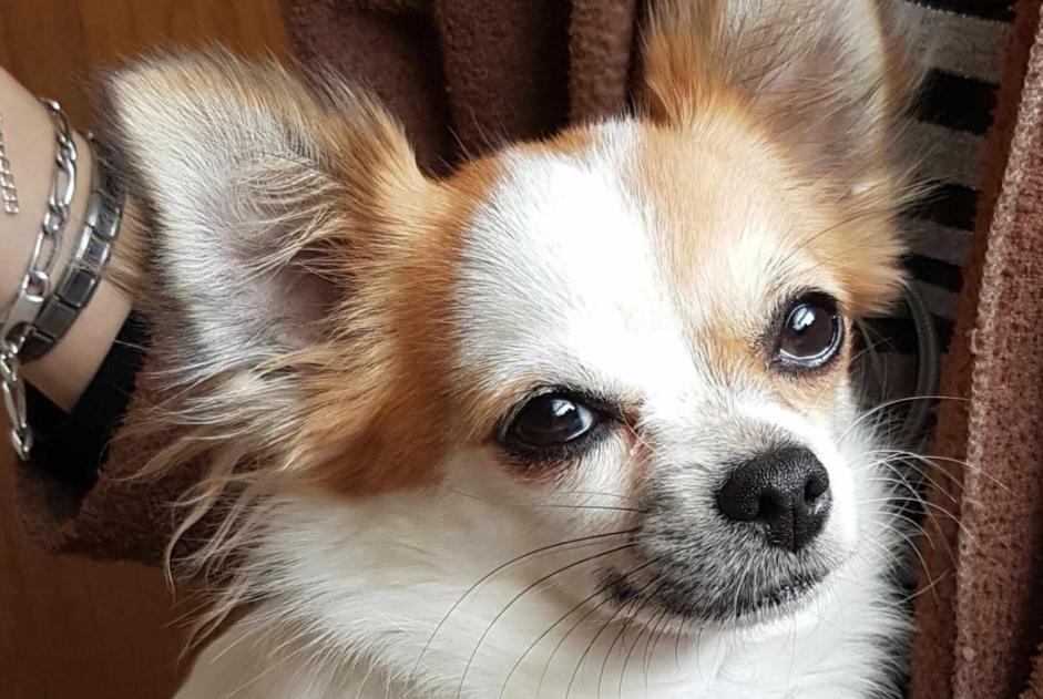 Verdwijningsalarm Hond  Vrouwtje , 9 jaar La Louvière België