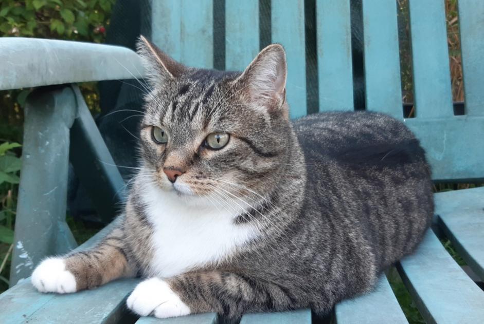 Verdwijningsalarm Kat  Mannetje , 9 jaar Colfontaine België