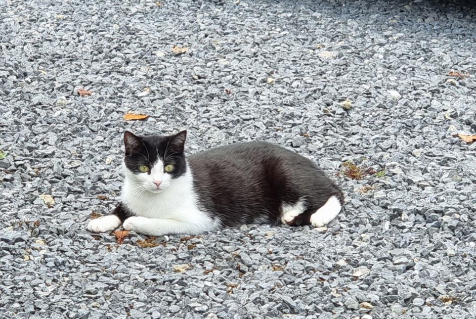 Alerta desaparecimento Gato cruzamento Macho , 3 anos Estinnes Belgium