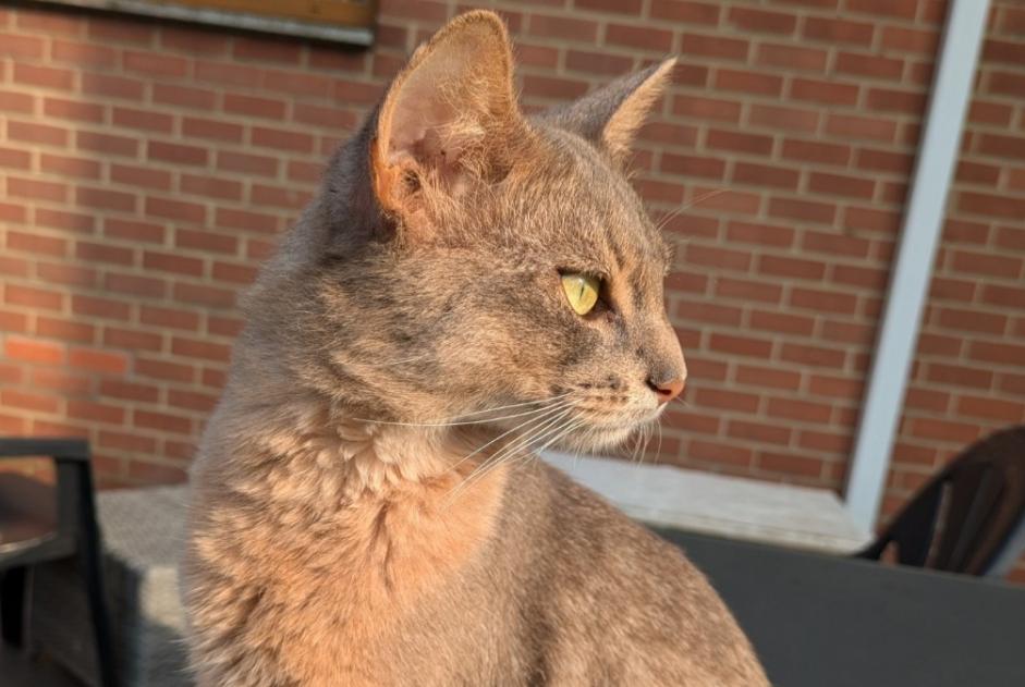 Alerta desaparecimento Gato  Macho , 1 anos Charleroi Belgium