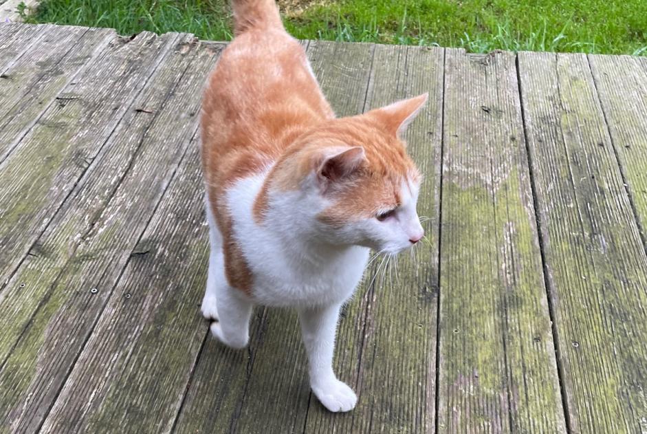 Alerta descoberta Gato Macho Gerpinnes Belgium